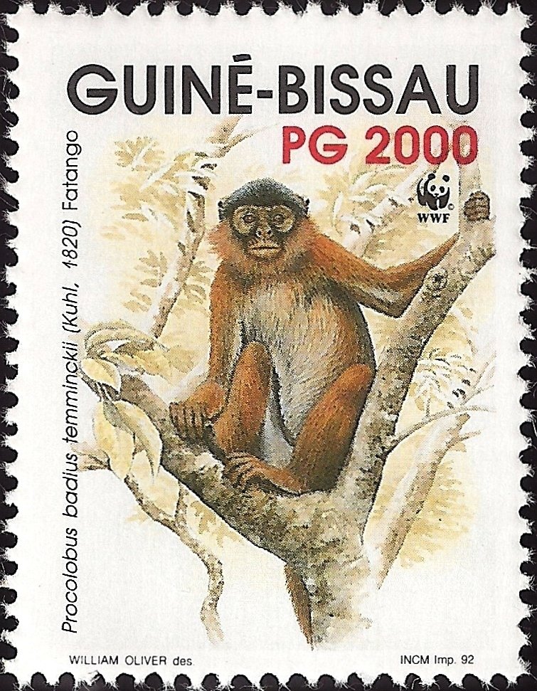 Western Red Colobus (Procolobus badius ssp. temminckii)