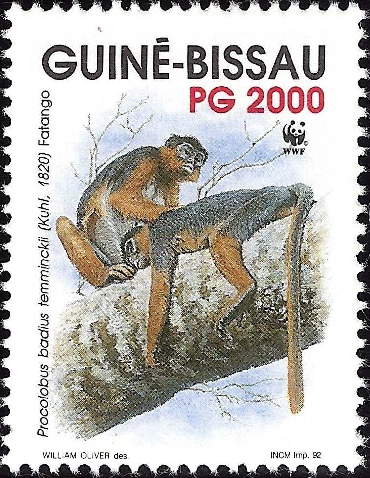 Western Red Colobus (Procolobus badius ssp. temminckii)