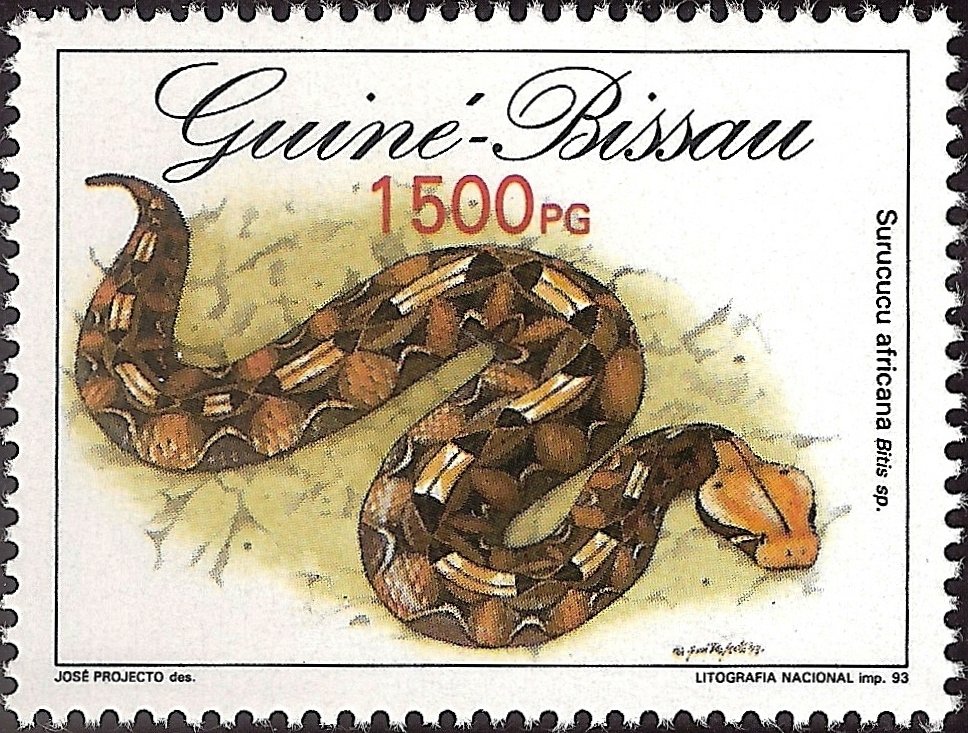 Adder (Bitis sp.)