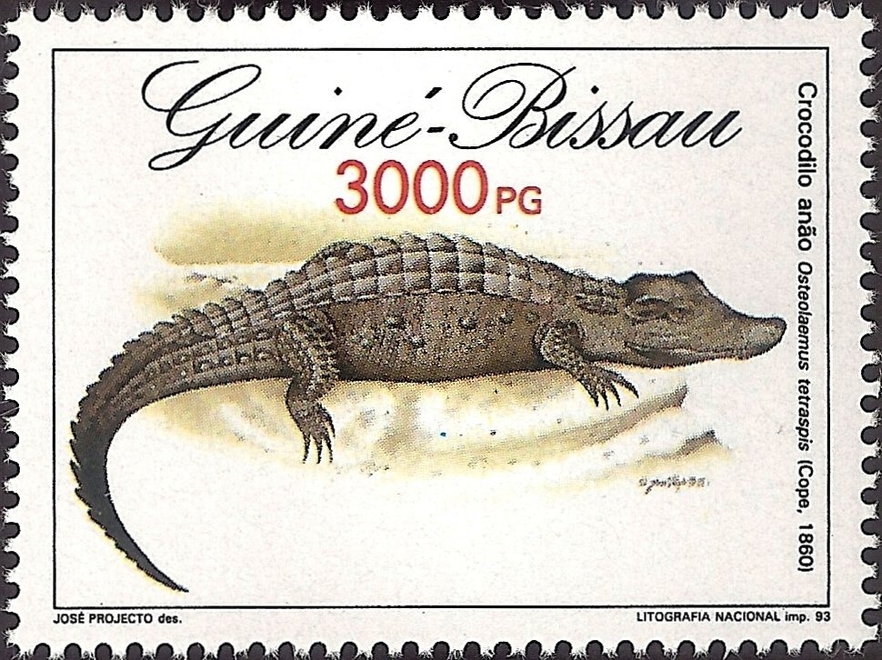 Dwarf Crocodile (Osteolaemus tetraspis)