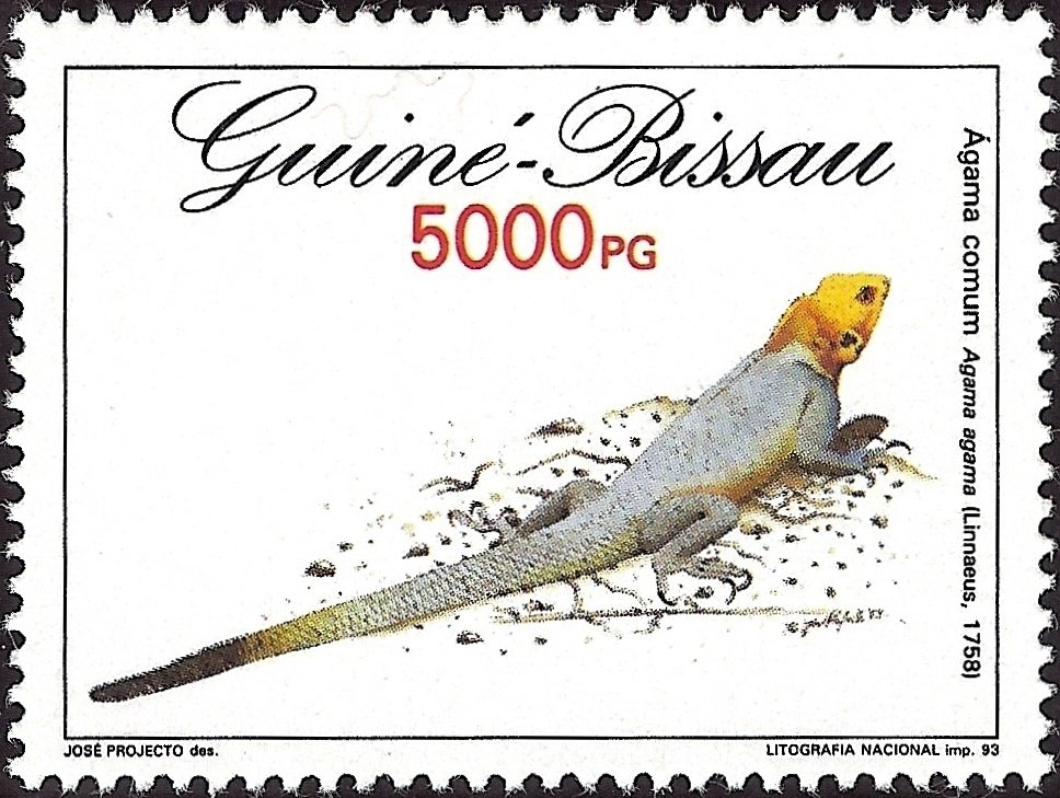 Common Agama (Agama agama) 