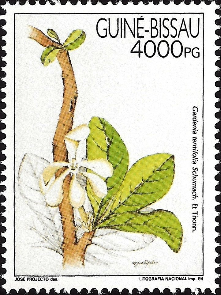 Medicinal Plant