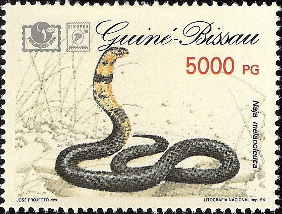Forest Cobra (Naja melanoleuca)