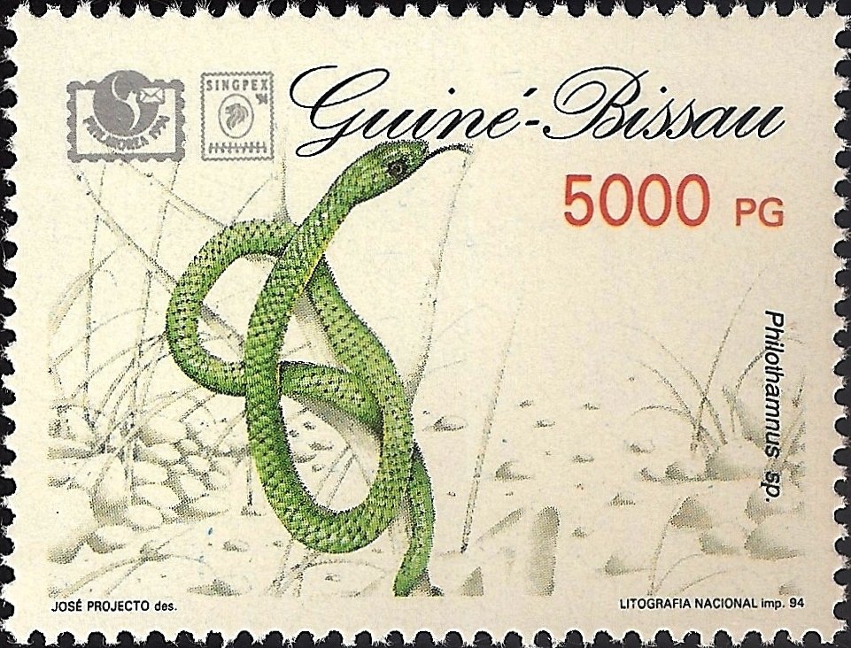 Bush Snake (Philothamnus sp.)
