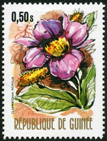 Clappertonia Ficifolia