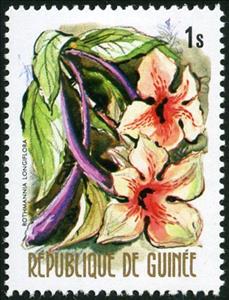 Stamp, Rhotmannia longiflora, Guinea, Social Democratic Republic,  , Flowers, Plants (Flora)