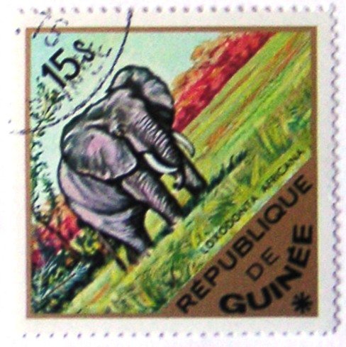 African Elephant (Loxodonta africana)