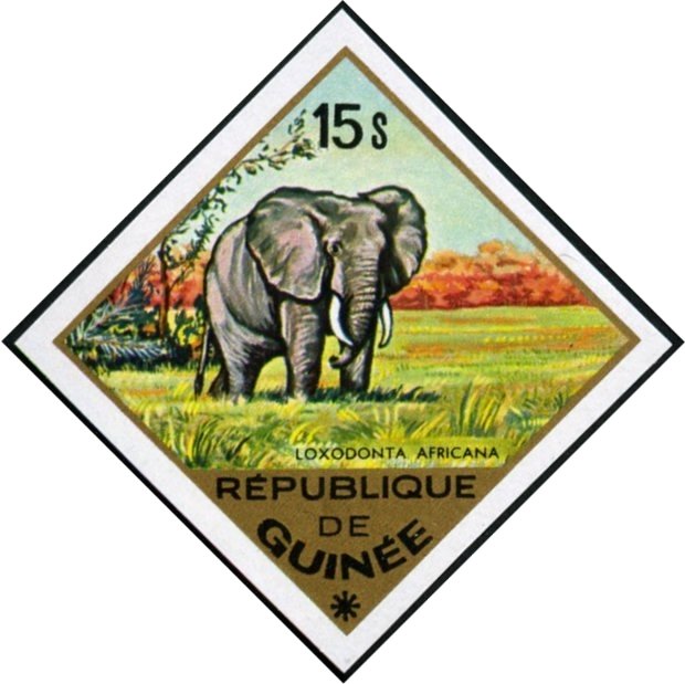 African Elephant (Loxodonta africana)
