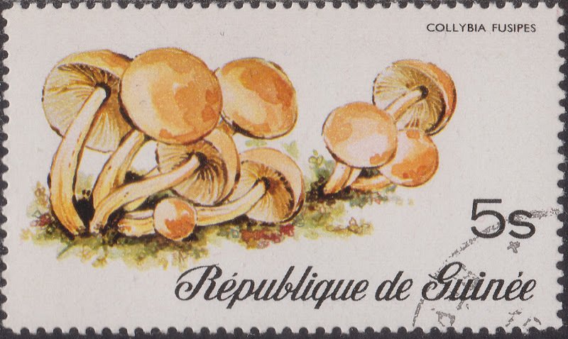 Collybia Fusipes