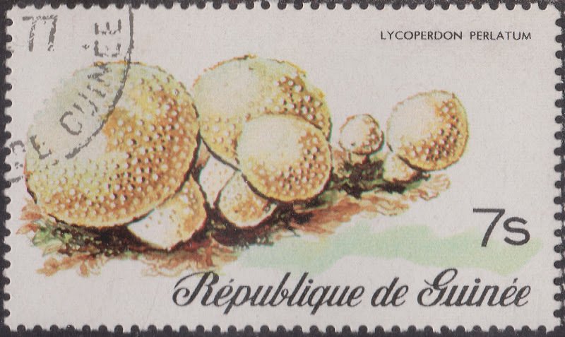 Lycoperdon Perlatum