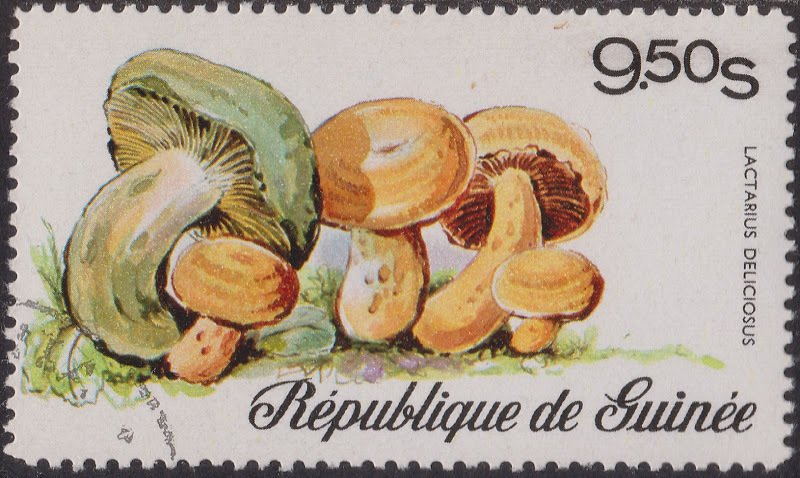 Lactarius Deliciosus