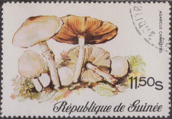 Agaricus Campestris