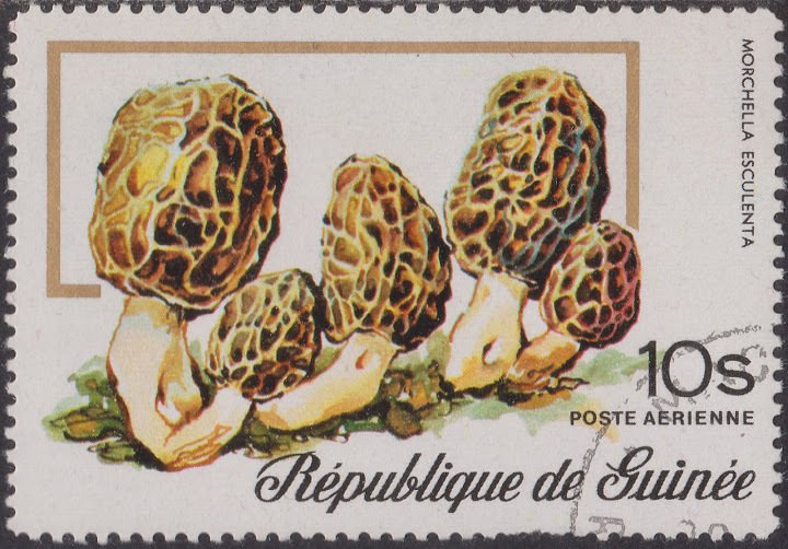 Morchella Esculenta