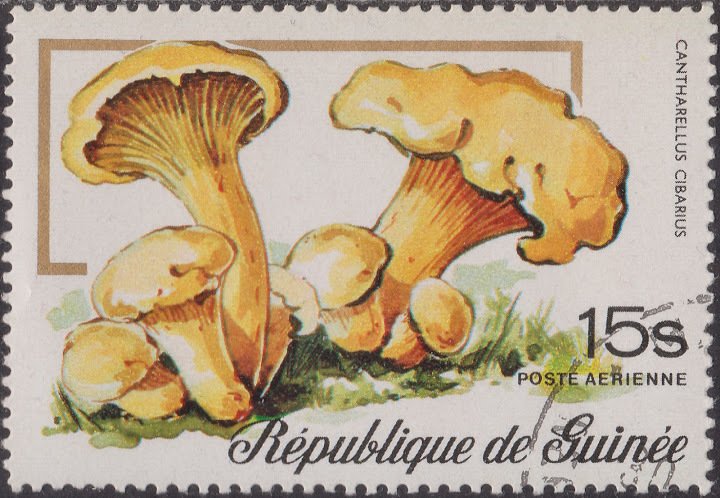 Cantharellus Cibarius