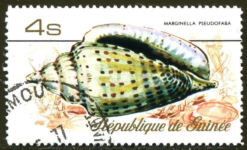 Queen Marginella (Marginella pseudofaba)