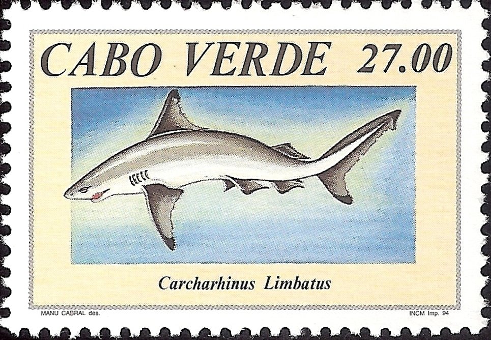 Blacktip Shark (Carcharhinus limbatus) 