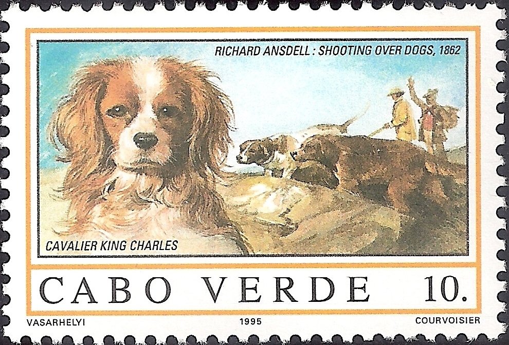 Cavalier-King-Charles-Spaniel (Canis lupus familiaris)