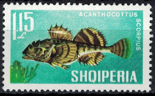Shorthorn Sculpin (Myoxocephalus scorpius)