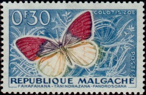 Violet Tip (Colotis zoe)