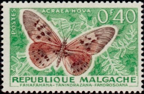 Garden Acraea (Acraea horta)