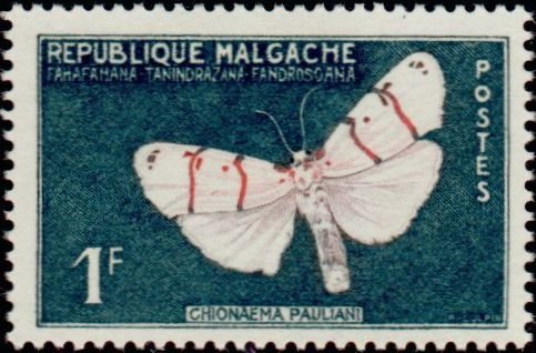 Moth (Chionaema pauliani)