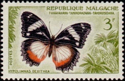 Madagascar Diadem (Hypolimnas dexithea)