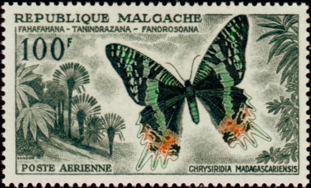 Madagascan Sunset Butterfly (Chrysiridia madagascariensis)