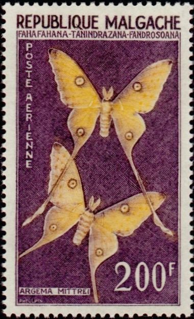 Comet Moth (Argema mittrei)