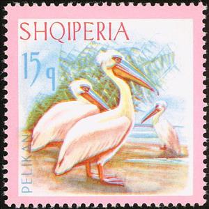 Stamp, Dalmatian Pelican (Pelecanus crispus), Albania,  , Birds, Pelicans