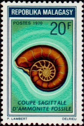 Sagittal cut ammonite fossil