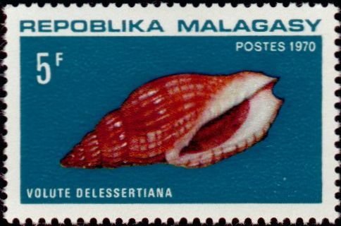 Delessert's Volute (Lyria delessertiana)