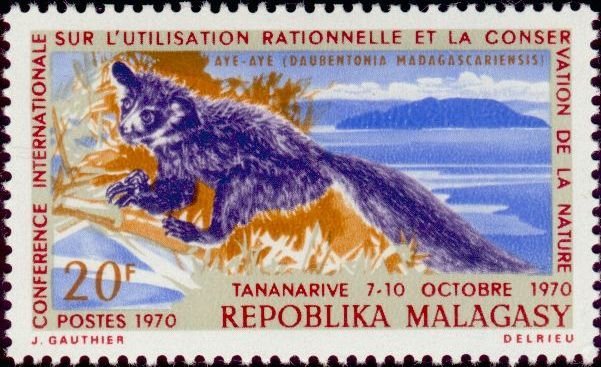 Aye-aye (Daubentonia madagascariensis)