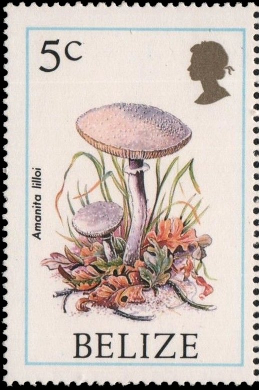 Amanita Lilloi