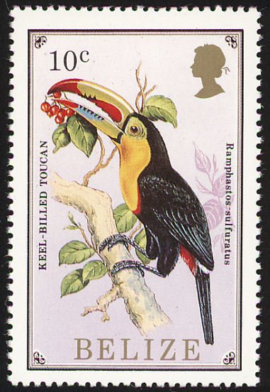 Keel-billed Toucan (Ramphastos sulfuratus)