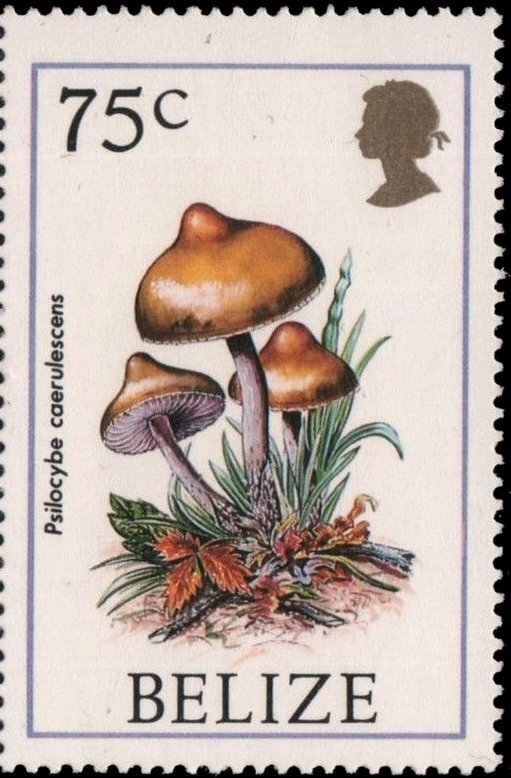 Psilocybe Caerulescens