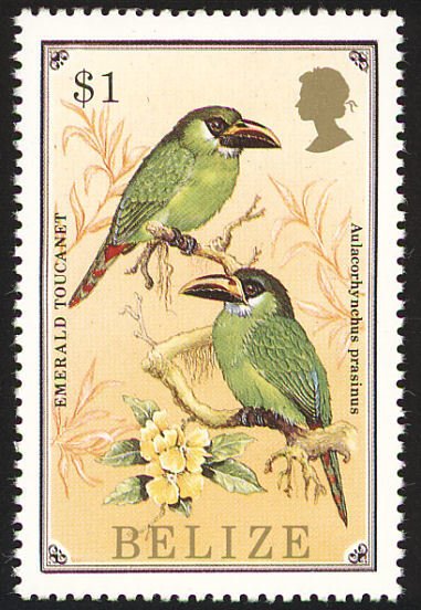 Emerald Toucanet (Aulacorhynchus prasinus) 