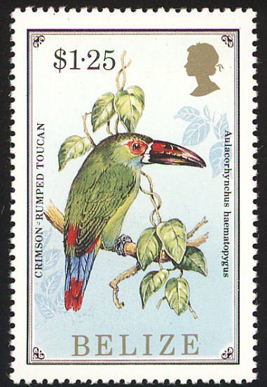 Crimson-rumped Toucanet (Aulacorhynchus haematopygus) 