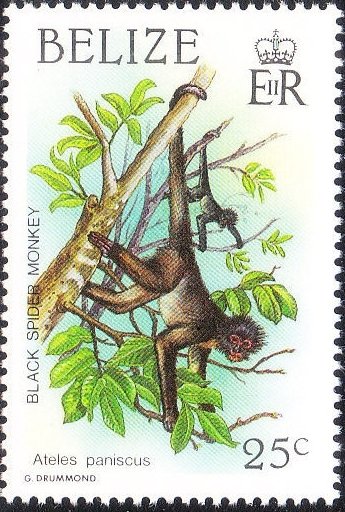 Black Spider Monkey (Ateles paniscus)