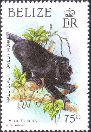 Black Howler (Alouatta caraya)