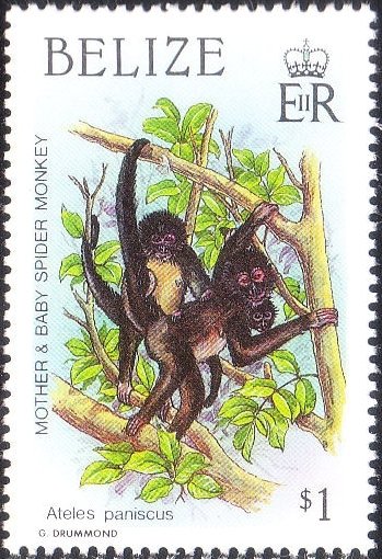 Black Spider Monkey (Ateles paniscus)