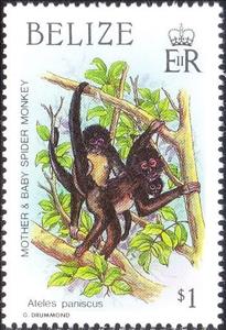 Stamp, Black Spider Monkey (Ateles paniscus), Belize,  , Monkeys