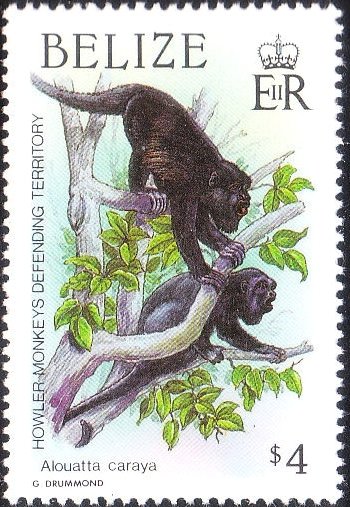 Black Howler (Alouatta caraya)