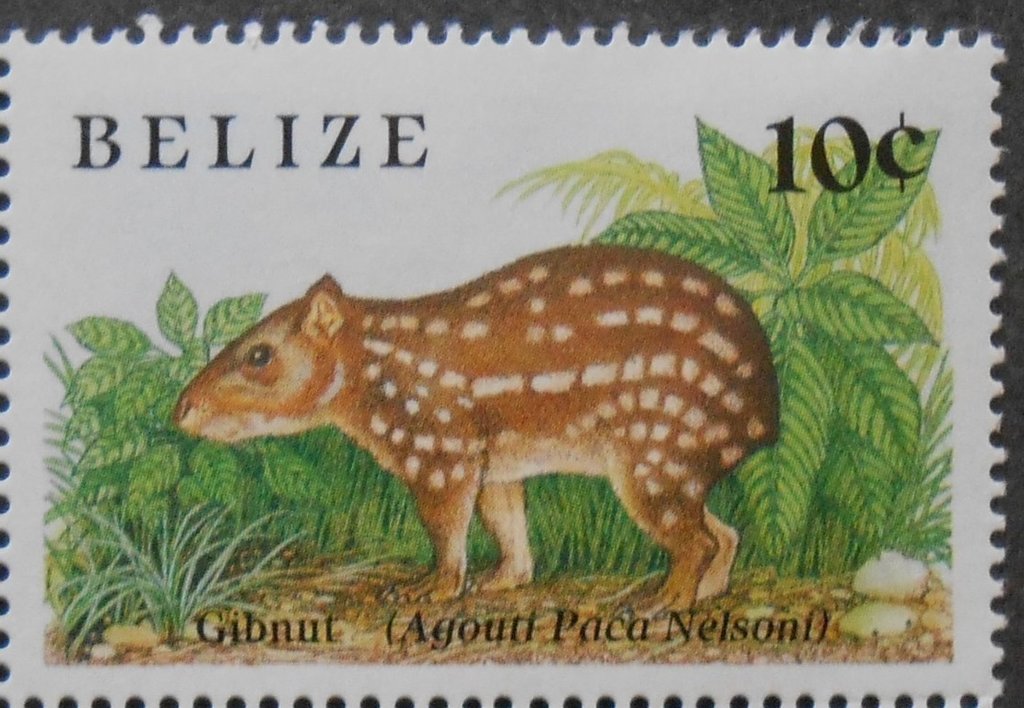 Lowland Paca (Cuniculus paca)