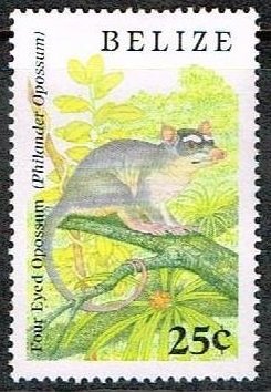 Gray Four-eyed Opossum (Philander opossum) 