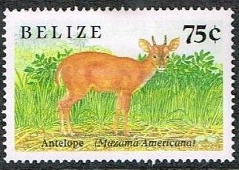Red Brocket (Mazama americana)