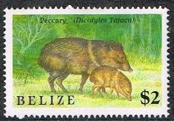 Collared Peccary (Dicotyles tajacu) 