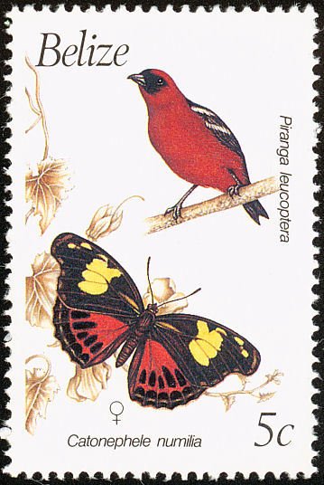 White-winged Tanager (Piranga leucoptera)