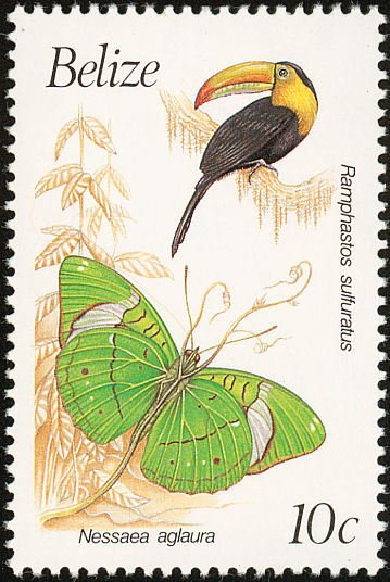 Keel-billed Toucan (Ramphastos sulfuratus)