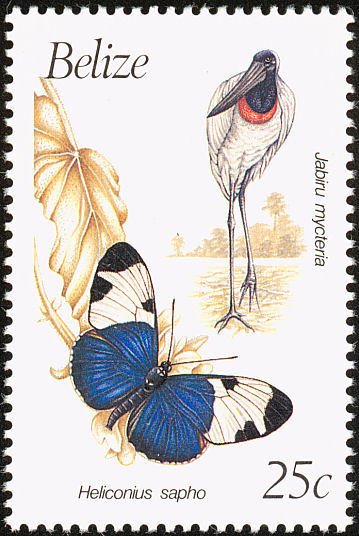 Jabiru (Jabiru mycteria)