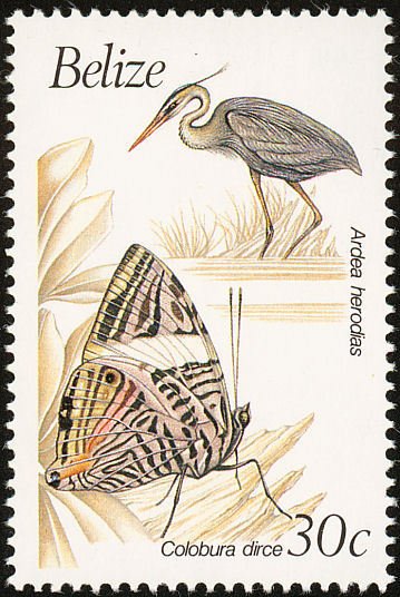 Great Blue Heron (Ardea herodias)